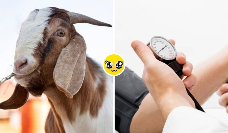 Jangan Salah Cara! Makan Daging Kambing Seperti Ini Bisa Picu Tekanan Darah Naik Drastis