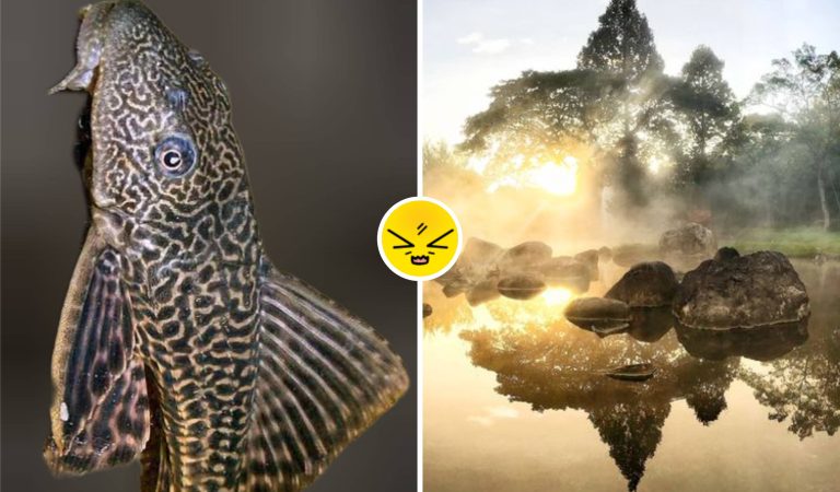 Heboh Ikan Sapu-Sapu Dibasmi, Ternyata Ini Masalah Besar Sungai yang Disembunyikan!